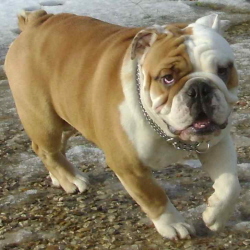 english bulldog at stud
